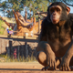 Image for article titled In Planet Zoo, You Can Only Get Good By Learning Facts About Animals